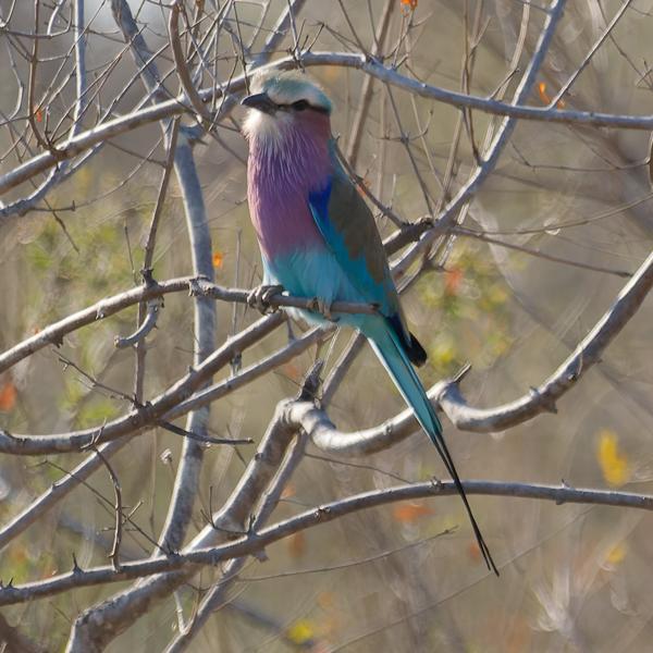 Vorkstaartscharrelaar (Coracias caudatus)
